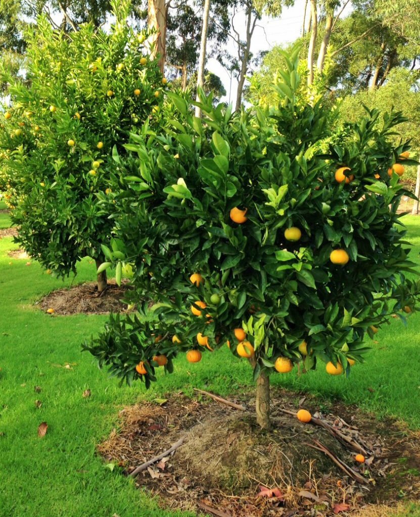 Fruit in the Home Garden – Warragul & District Garden Club Inc