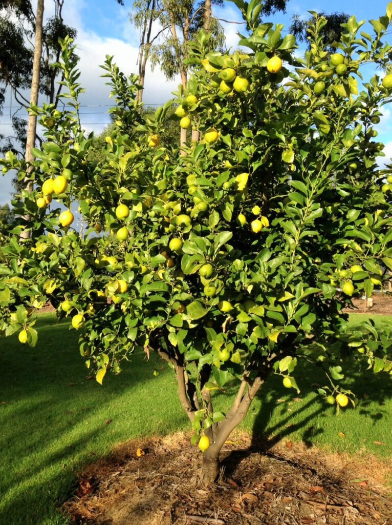 Fruit in the Home Garden – Warragul & District Garden Club Inc